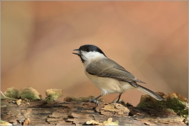 <p>SÝKORA LUŽNÍ (Parus montanus) --- /Willow tit - Weidenmeiase/</p>